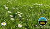 Slika Barenbrug Happy Lawn seme trave sa kosivim cvećem 0,5 kg
